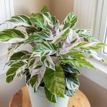 200 Seeds Potted Flowers Calathea Plant Seeds - £9.86 GBP