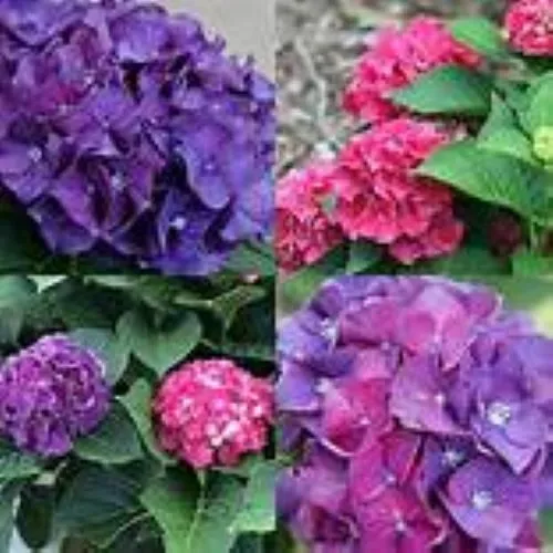 Wee Bit Giddy Hydrangea Starter Plant Royale Purple To Hot Pink Fresh Garden