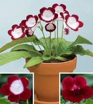 15 Seeds Cape Primrose ?Roulette Cherry?? house plant  garden flowers From US - £7.91 GBP