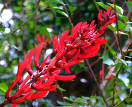 AW Coral Tree Erythrina Corallodendron Tree Seeds Tropical Hummingbirds ... - $9.50