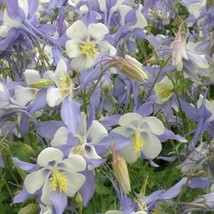 50 Pcs Blue Star Columbine Flower Seeds #MNSS - £12.01 GBP