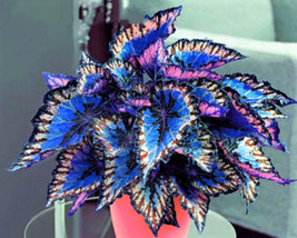 25 Heirloom Coleus Seeds Mix Color Flower Plant From Us  - $9.44