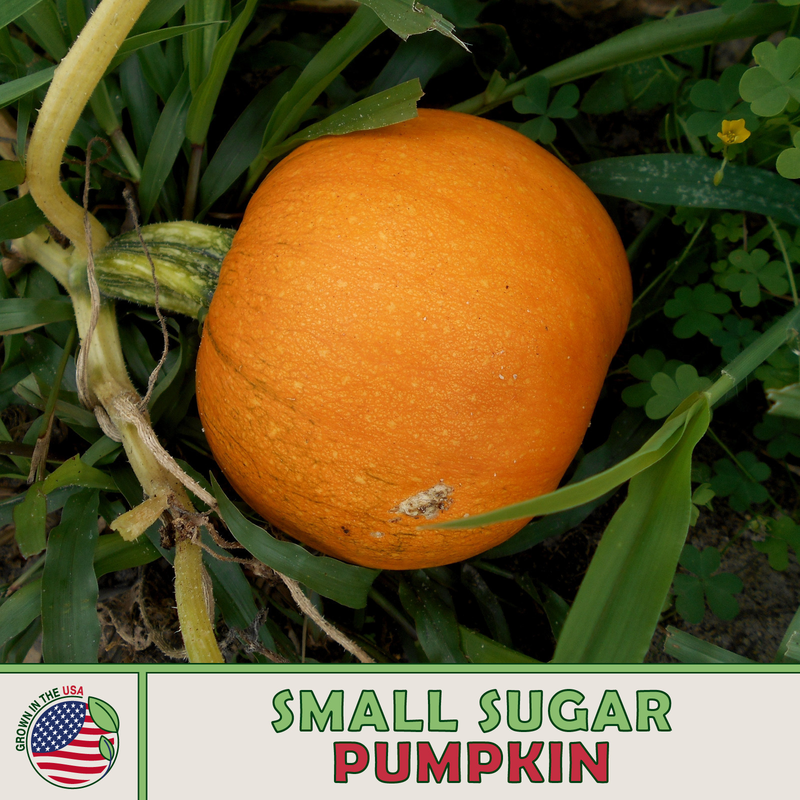 10 New England Sugar Pie Pumpkin Seeds Sweet Fresh Seeds - $4.80