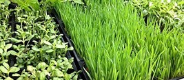 Organic, Non-GMO Hard Red Wheat Grass Sprouting Sprouts Microgreens (2 o... - $7.49