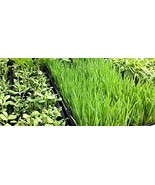 Organic, Non-GMO Hard Red Wheat Grass Sprouting Sprouts Microgreens (2 o... - £5.92 GBP