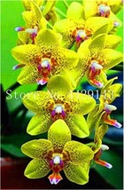 100 Seeds Orchid Cymbidium Seeds Yellow Flowers Red Purple Tongue Fresh Garden U - $9.59