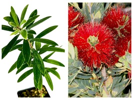 Callistemon Little John Bottlebrush Dwarf Tree Live Plant - £35.58 GBP