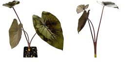 Colocasia esculenta - Black Ruffles Elephant Ear - Live Plant - Garden - £39.86 GBP