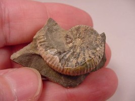 (F425-B) 1-1/8&quot; Ammonite fossil ammonites extinct marine molluscs shell ... - £8.20 GBP