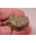 (F425-B) 1-1/8&quot; Ammonite fossil ammonites extinct marine molluscs shell ... - $10.39