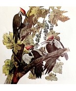 Pileated Woodpecker Bird Lithograph 1950 Audubon Antique Art Print DWP6B - $665.05 MXN