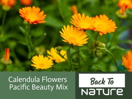 Calendula Flower Seeds - Pacific Beauty Mix - Organic &amp; Non Gmo Flower S... - £1.78 GBP