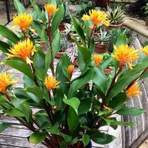 Golden Brush Dwarf Ginger Burbidgea Schizocheila Small Rooted Starter Pl... - $38.49