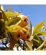 Crataegus Mexican 5 Seeds Heart Plant Mexican Punch Tejocote Hawthorn Be... - $11.17