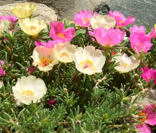 Moss Rose Mix Portulaca Grandiflora 1 250 Fresh Seeds - £30.87 GBP