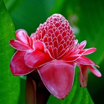 Red Torch Ginger Plant Etlingera Elatior Red Seeds Fresh Seeds USA - $22.66