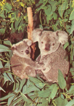 Koalas San Diego Zoo California Vintage Continental Chrome Postcard Unposted - £3.82 GBP