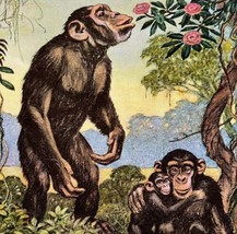 Chimpanzee Apes 1954 Art Print Paul Bransom Marlin Perkins Zooparade DWDD3 - £31.51 GBP