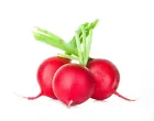 Crimson Giant Radish. NON-GMO Heirloom Organic. 200 Seeds - £8.64 GBP