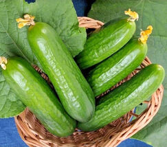 25 Muncher Cucumber Seeds  - $4.13