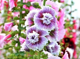 25 Dbl Purple White Hollyhock Seeds Perennial Flower Seed Flowers 878 From US - £8.62 GBP