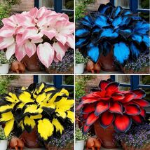 Hosta Seeds for Planting, 290+pcs Rare Perennial Hosta Flower Seeds Plants - $14.99