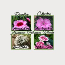 Pick A 4 Pack Of Dianthus Seed Fresh Seeds USA - £14.66 GBP