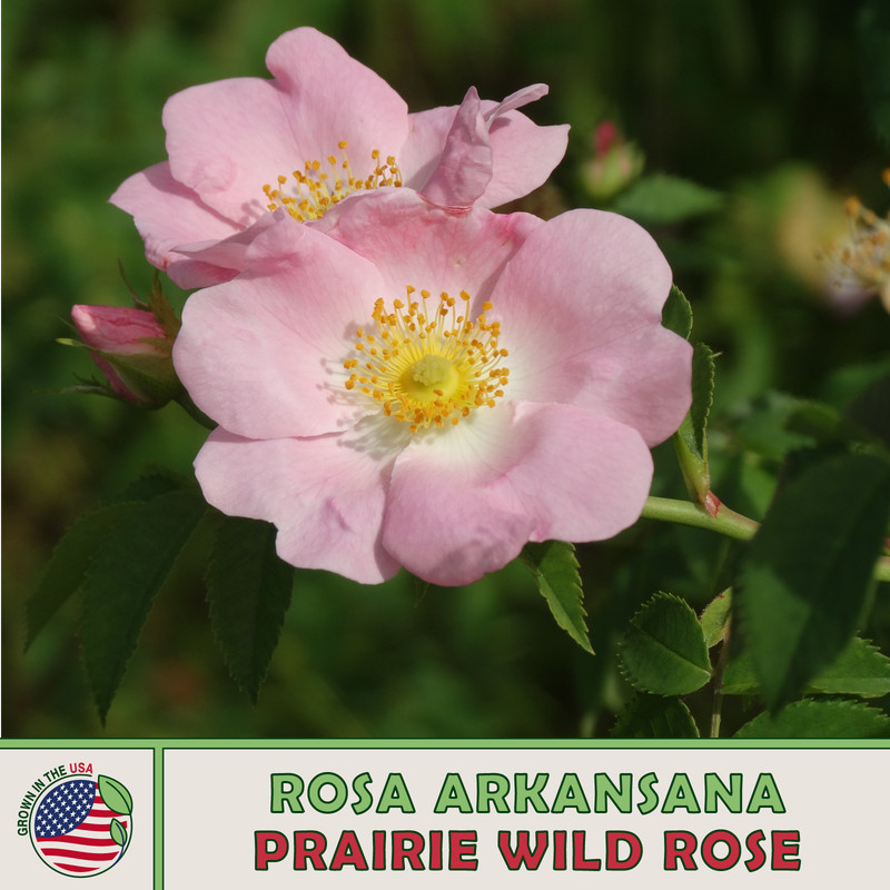 MBK 20 Prairie Wild Rose Seeds Rosa Arkansana Native Wildflower Bulk ...