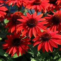 50 ECHINACEA CONEFLOWER SOMBRERO RED color PERENNIAL From US - $12.00