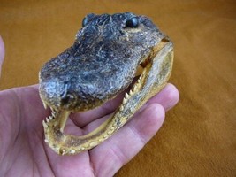 G-Def-281) 4-1/8&quot; Deformed Gator Alligator Head Jaw Teeth Taxidermy Weird Gators - £30.63 GBP