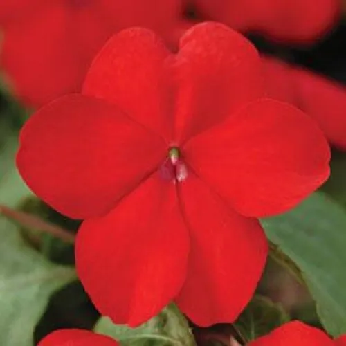 50 Seeds Impatiens Super Elfin Xp Red Flower Seeds Impatiens Seeds - £8.59 GBP