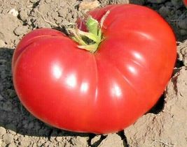 50 Pink Ponderosa Tomato Seeds Vegetable Heirloom Easy Garden Container  - £14.36 GBP