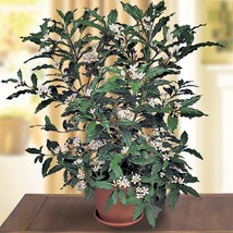 Item image 1 image 1