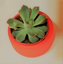 Echeveria Succulent in Red Self-Watering Pot, Live E Pulidonis Plant, 3" Planter image 4