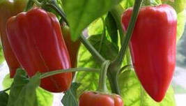 Aleppo pepper (pure strain) Fresh Organic, 25 Seeds - £9.80 GBP