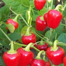 Red Mini Bell Sweet Bell Pepper Vegetable Seeds Fresh Gardening - $15.00