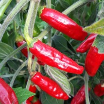Grow Your Spice - Serrano Rojo Hot Pepper Seeds (5 Count) - Perfect for Garden E - £5.48 GBP
