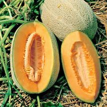 40 HALES Best Jumbo CANTALOUPE Seeds Heirloom Melon Fruit - £5.73 GBP