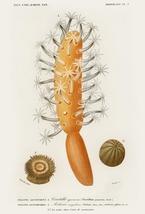 Finger-Shaped Sea-Pen (Veretillum Cynomorium) - Sea Anemone - 1849 - Magnet - £9.63 GBP