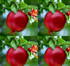 2 live plants pomegranate fruit tree wonderful punica granatum 6 inch seedling - £31.96 GBP