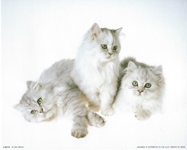 Never Framed 8 x 10 Wall Art Photo Print and Decor - Triple white cats Poster - £5.57 GBP