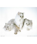 Never Framed 8 x 10 Wall Art Photo Print and Decor - Triple white cats P... - $8.20 CAD