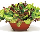 1 Oz Gourmet Salad Mix Seeds Leaf Lettuce Blend Organic Garden Container - $18.00