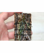 DENDROPHYLAX BARRETTIAE SMALL LEAFLESS ORCHID MOUNTED - $65.00