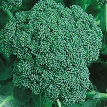 250 Broccoli Seeds Non Gmo Heirloom Green Sprouting Calabrese Fresh Seeds - £15.77 GBP