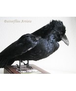Gothic Decor Wise Raven Taxidermy Stuffed Bird - $7,507.71 MXN