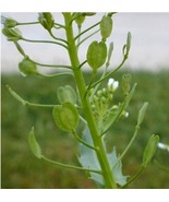 CLK 50++ Field Pennycress Seeds (tThlaspi arvense) Common Pennycress - $4.86