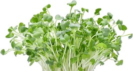 Fresh 250 Alfalfa Microgreen Seeds For Growing Very Y Microgreens Ship F... - £12.57 GBP