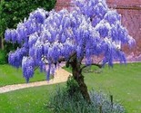 Purple Wisteria Tree Flowers Garden Planting Beautiful 10 Seeds Free Shi... - £4.73 GBP