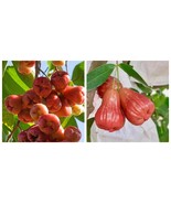 Big Red wax jambu (syzygium jambos) Pomarrosa roja Fruit tree - $139.49 CAD